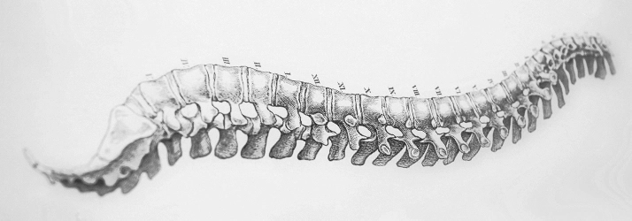 Chiropractic Venice FL Grey Spine Drawing Chiropractic Venice FL Grey Spine Drawing